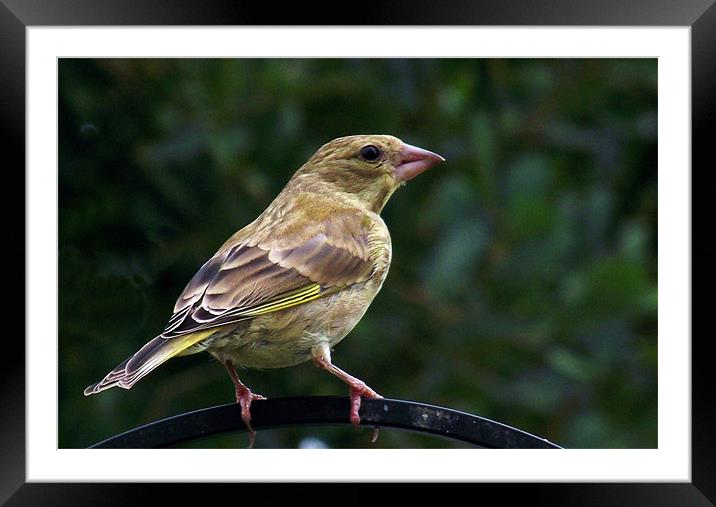 Young Greenfinch Framed Mounted Print by Donna Collett