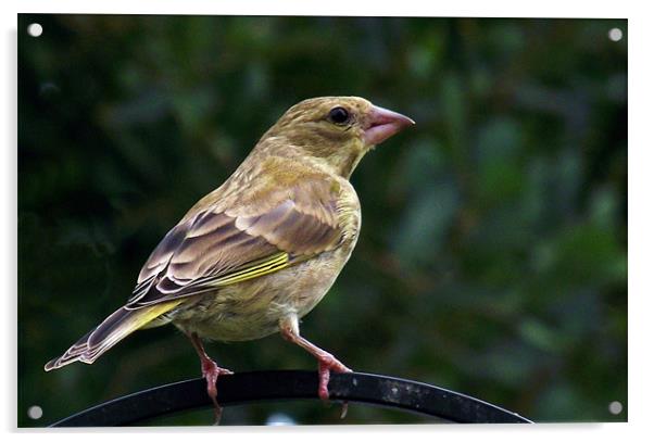 Young Greenfinch Acrylic by Donna Collett