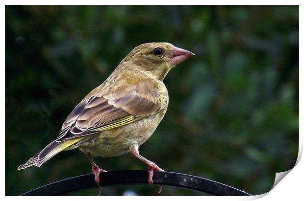 Young Greenfinch Print by Donna Collett
