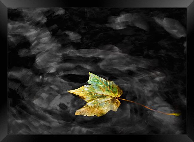 Autumn Leaf Framed Print by Mike Gorton