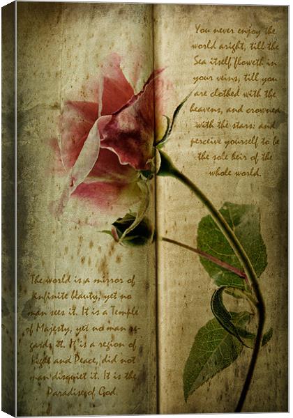 A Rose Canvas Print by Ann Garrett
