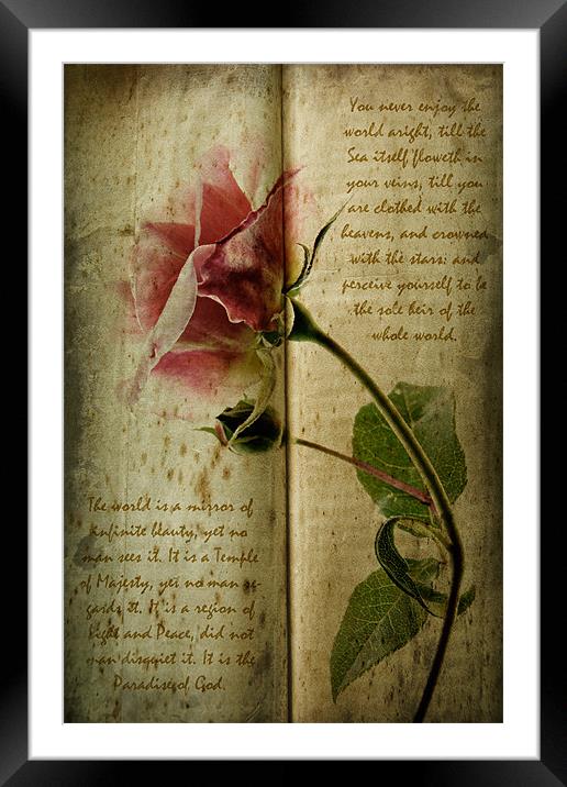 A Rose Framed Mounted Print by Ann Garrett