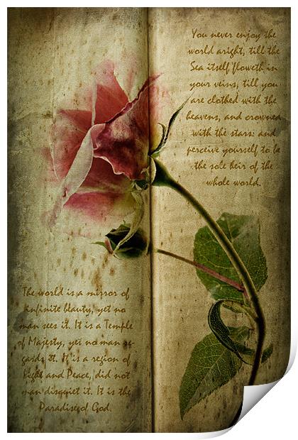 A Rose Print by Ann Garrett