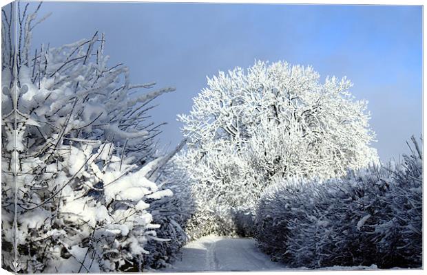 Winter scene Canvas Print by Ian Jeffrey