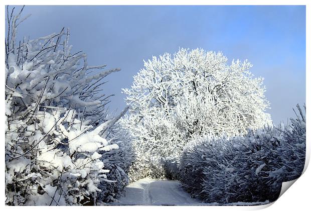 Winter scene Print by Ian Jeffrey