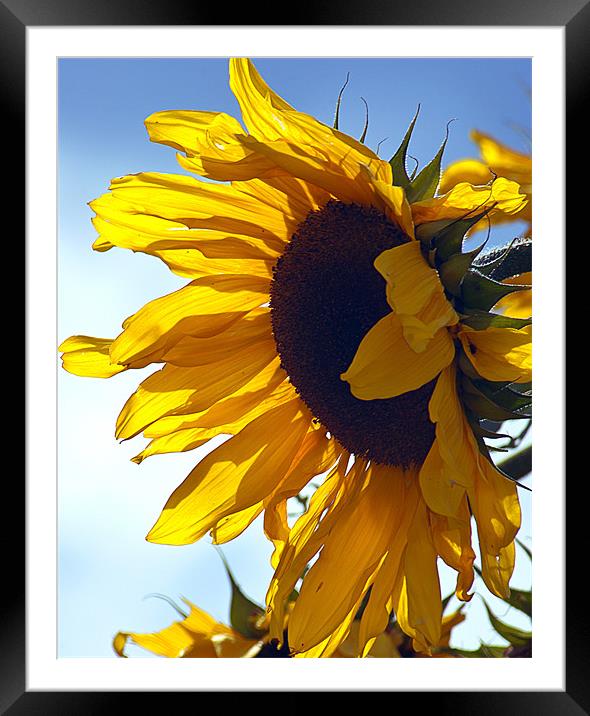 Sunflower Framed Mounted Print by richard downes