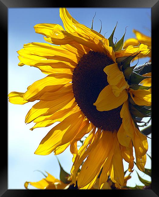 Sunflower Framed Print by richard downes