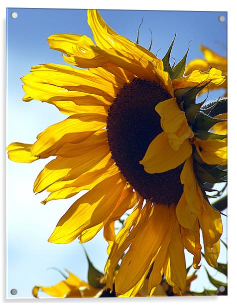 Sunflower Acrylic by richard downes
