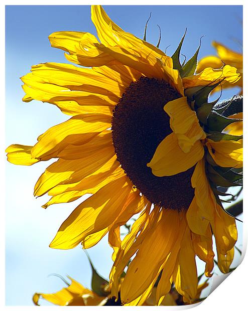 Sunflower Print by richard downes