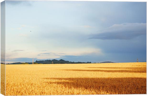 Cornfield in Somerset Canvas Print by Christine Lake
