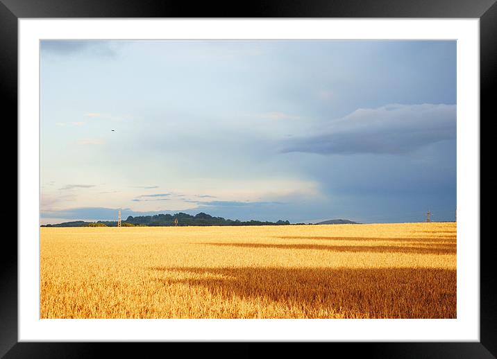 Cornfield in Somerset Framed Mounted Print by Christine Lake