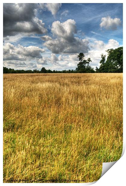 Field of Grass on West Wycombe Hill Print by Chris Day