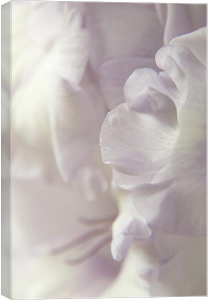 Lilac Ruffles Canvas Print by Ann Garrett