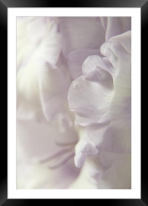 Lilac Ruffles Framed Mounted Print by Ann Garrett