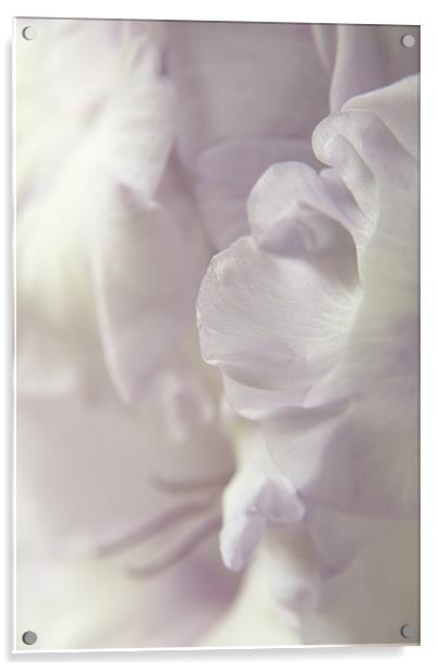 Lilac Ruffles Acrylic by Ann Garrett