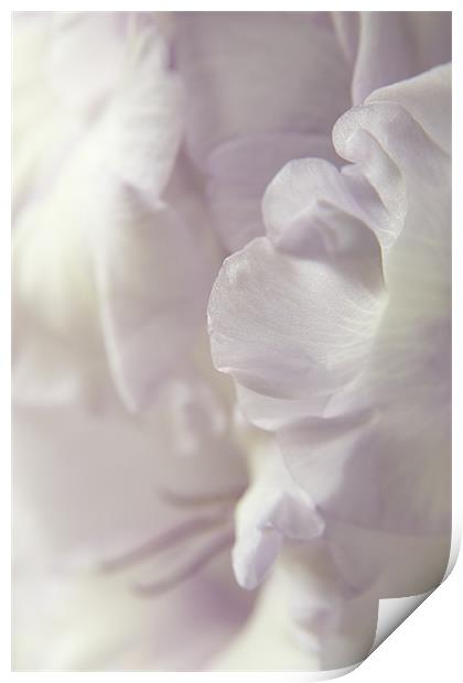 Lilac Ruffles Print by Ann Garrett