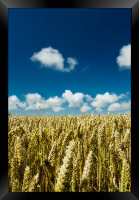 Fields Of Gold Framed Print by Mark Robson