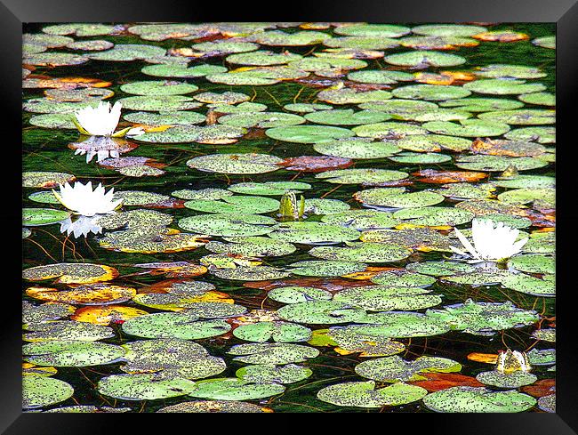 Lily Pad Garden Framed Print by Mark Sellers