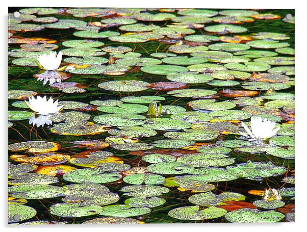 Lily Pad Garden Acrylic by Mark Sellers
