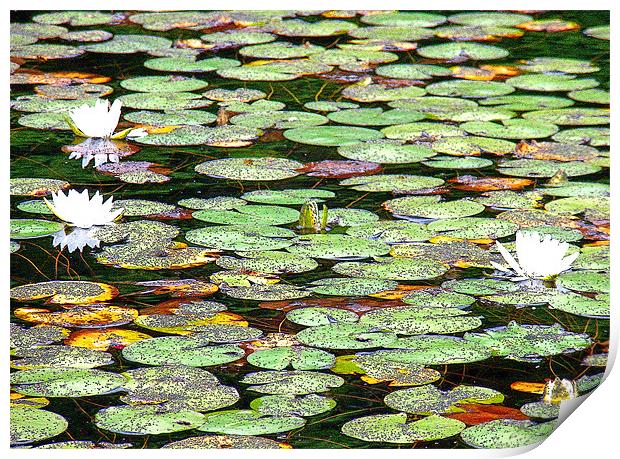 Lily Pad Garden Print by Mark Sellers