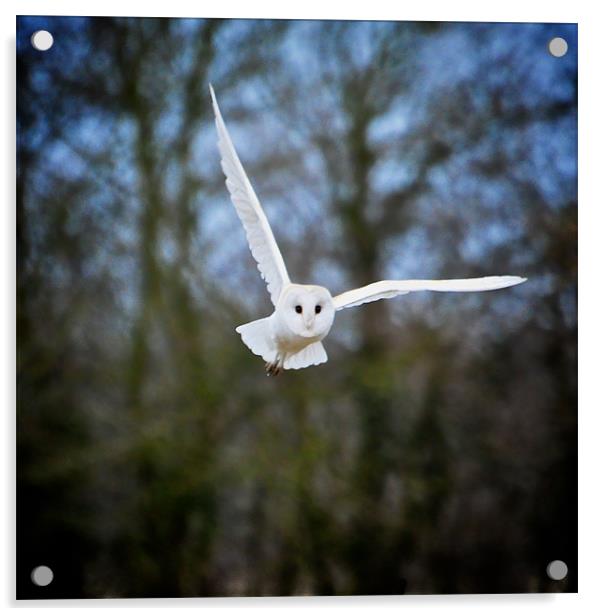 Flying Barn Owl Acrylic by Robert Geldard