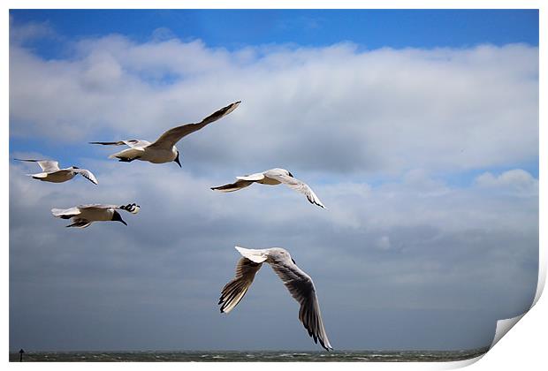 Terns in flight Print by Ian Jeffrey