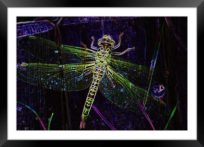 Mayfly Framed Mounted Print by Ian Jeffrey