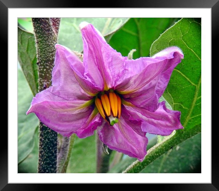 Aubergine flower           Framed Mounted Print by Peter Balfour