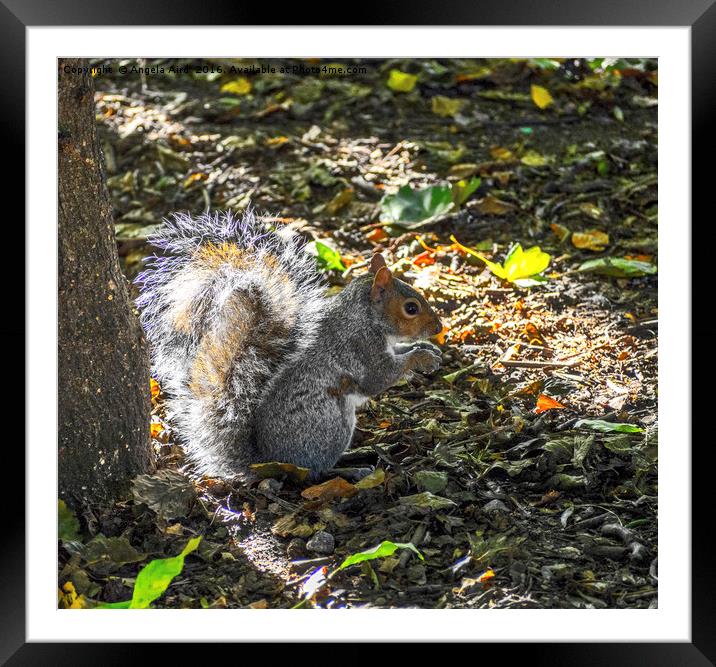 Mmm Nuts. Framed Mounted Print by Angela Aird