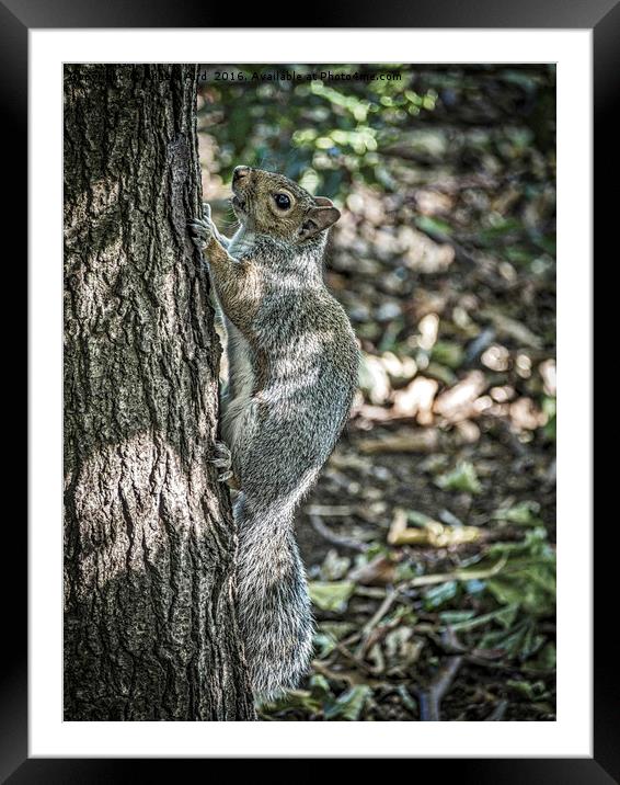Squirrelling Around. Framed Mounted Print by Angela Aird