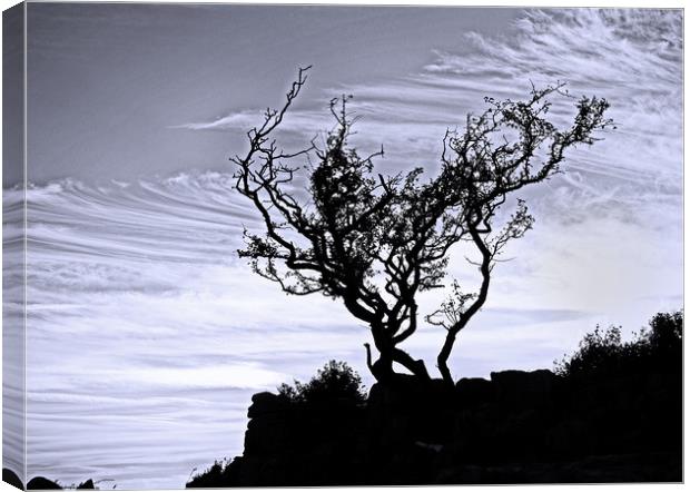 The silhouetted tree Canvas Print by David McCulloch