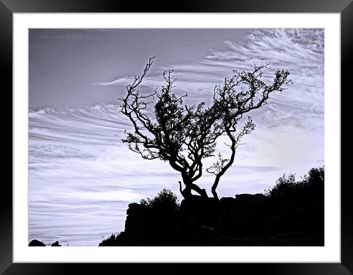 The silhouetted tree Framed Mounted Print by David McCulloch