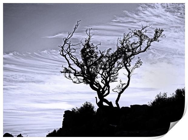 The silhouetted tree Print by David McCulloch