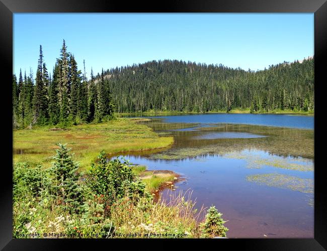 Flowing green curves at Mount Rainier  Framed Print by Magda van der Kleij