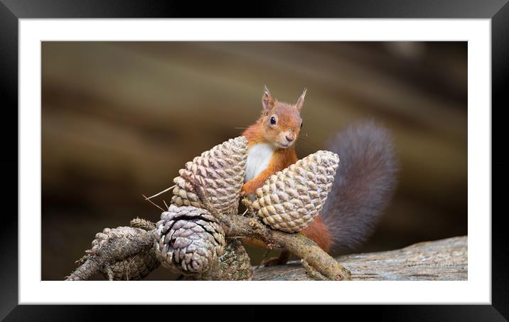 Red Squirel pose Framed Mounted Print by Ray Taylor