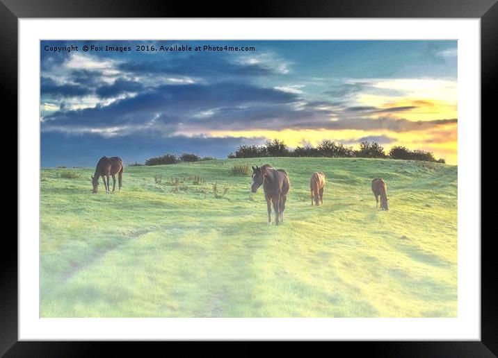  Misty Sunrise horses Framed Mounted Print by Derrick Fox Lomax