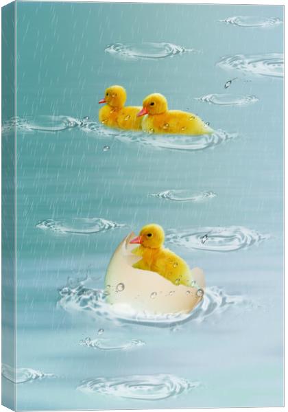 little ducklings Canvas Print by Dagmar Giers