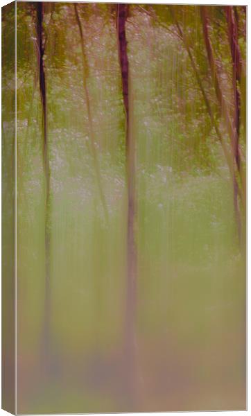 Autumn Birch trees Canvas Print by Anthony Simpson