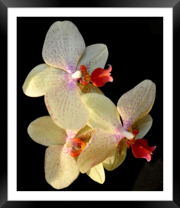 lovely orchids Framed Mounted Print by sue davies