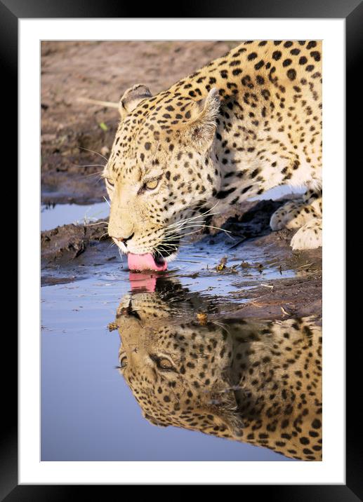 Thirsty Leopard Framed Mounted Print by Peter Lucas
