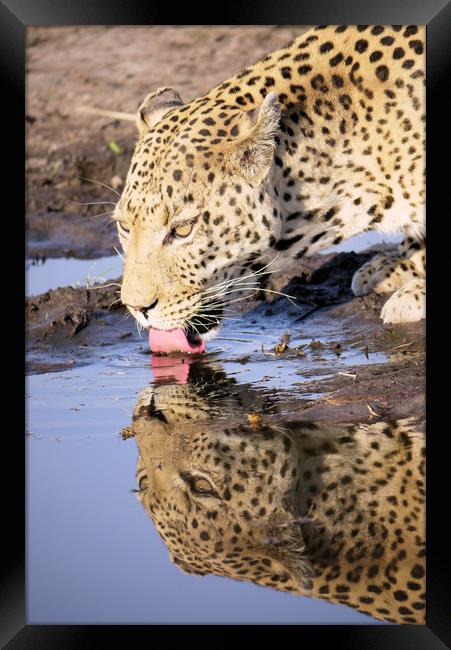 Thirsty Leopard Framed Print by Peter Lucas