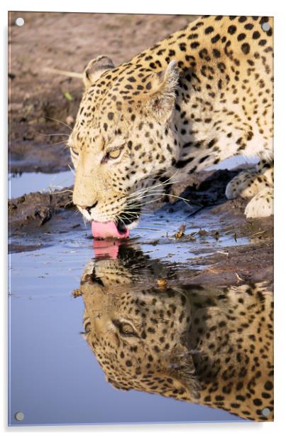 Thirsty Leopard Acrylic by Peter Lucas