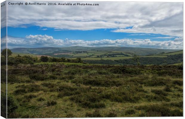 Exmoor National Park Canvas Print by Avril Harris