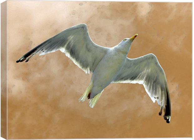Seagull in Flight (1) Canvas Print by Mark Sellers