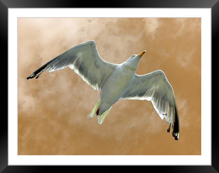 Seagull in Flight (1) Framed Mounted Print by Mark Sellers