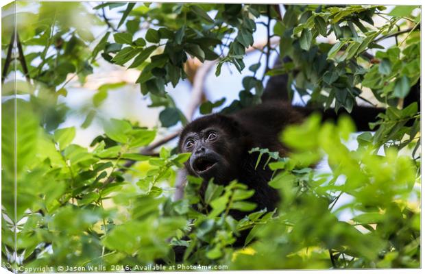 A howler monkey reaches out for a branch full of l Canvas Print by Jason Wells