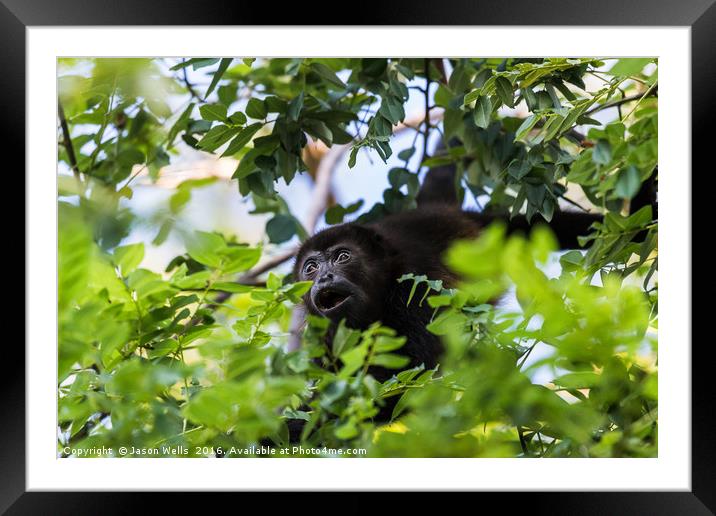 A howler monkey reaches out for a branch full of l Framed Mounted Print by Jason Wells