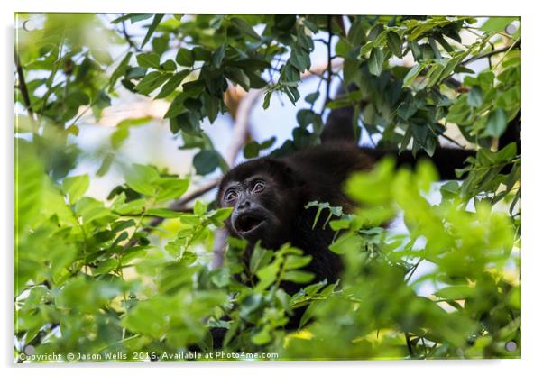 A howler monkey reaches out for a branch full of l Acrylic by Jason Wells
