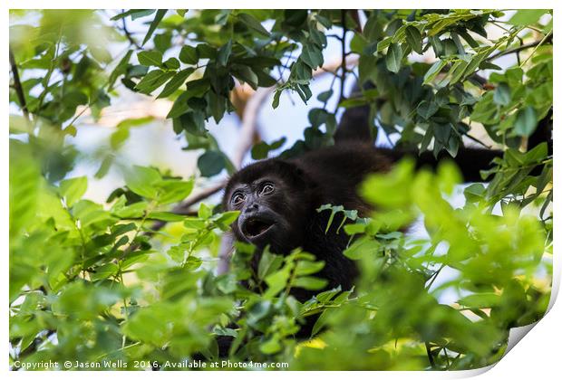 A howler monkey reaches out for a branch full of l Print by Jason Wells