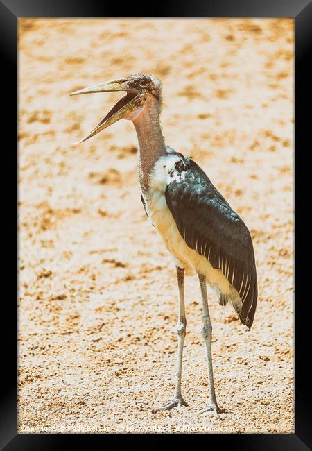 Marabou Stork Bird In Africa Framed Print by Radu Bercan